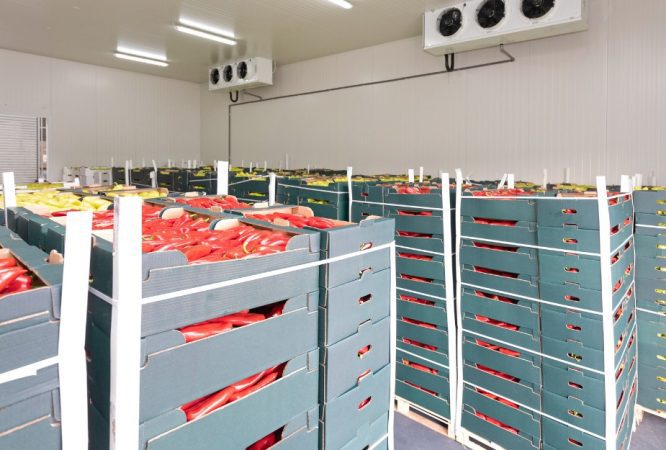 Stockage de pommes de terre en chambre froide | YLA Engineering