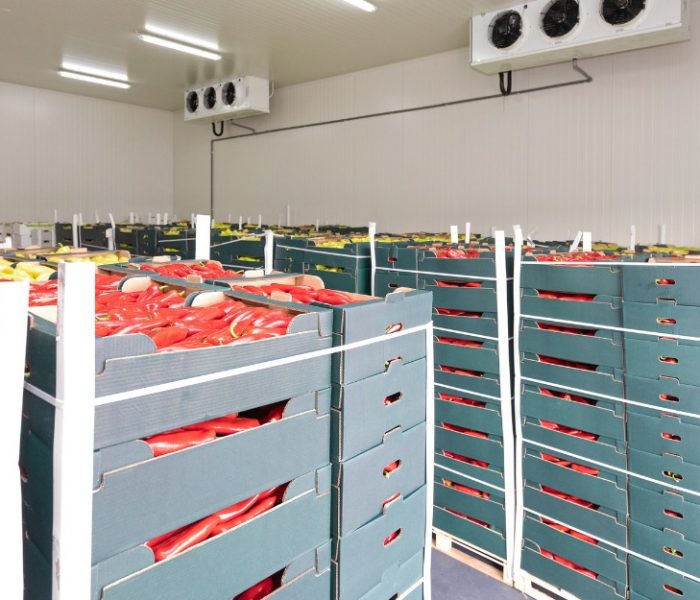 Stockage de pommes de terre en chambre froide | YLA Engineering