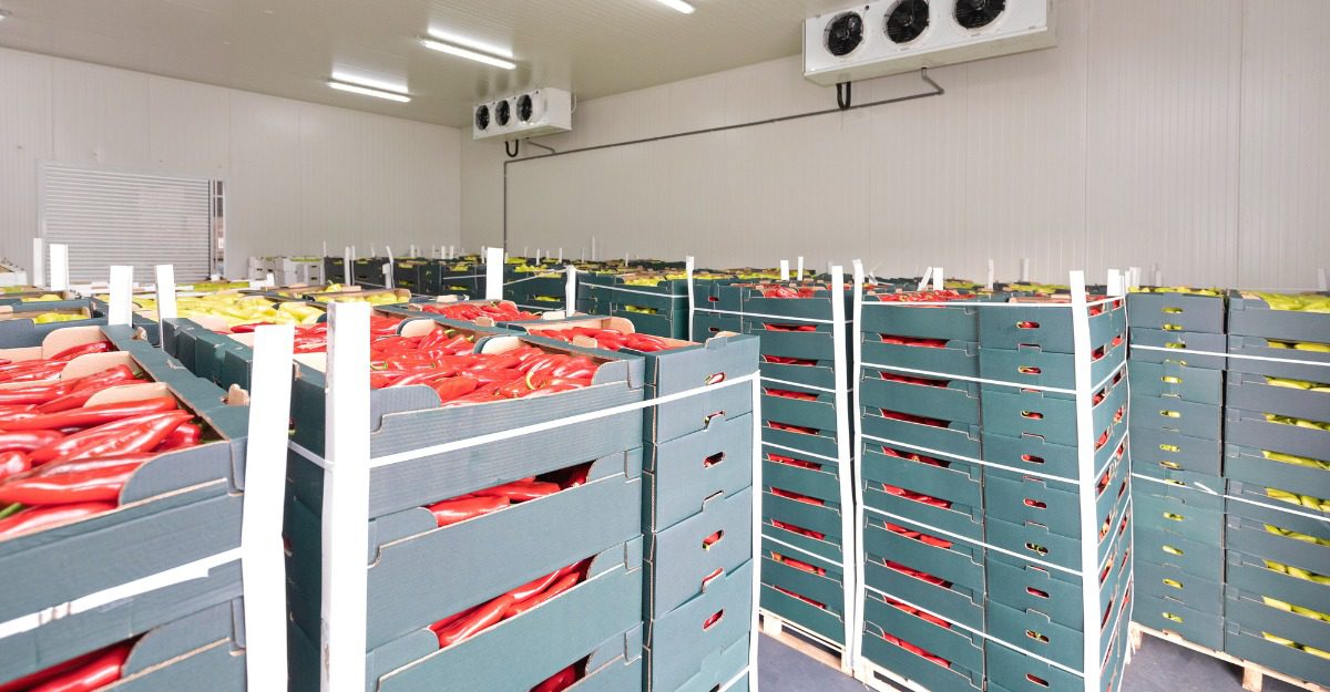 Stockage de pommes de terre en chambre froide | YLA Engineering
