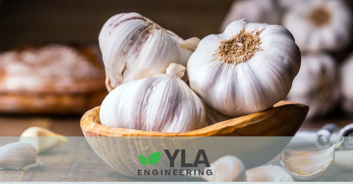 Conservation de l'ail en chambre froide | YLA Engineerine